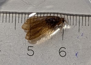 (Rhyacophila chakvistskala - BGE_00672_D01)  @11 [ ] (nrr) (2025) Ana Ananiashvili ISU
