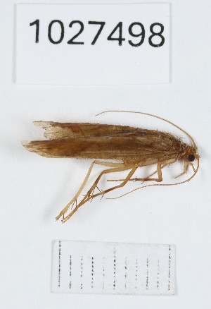  (Rhyacophila clavalis - BGE_00672_D04)  @11 [ ] (nrr) (2025) Ana Ananiashvili ISU