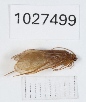  (Rhyacophila cupressorum - BGE_00672_D05)  @11 [ ] (nrr) (2025) Ana Ananiashvili ISU
