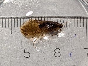  (Rhyacophila kakhetia - BGE_00672_D08)  @11 [ ] (nrr) (2025) Ana Ananiashvili ISU
