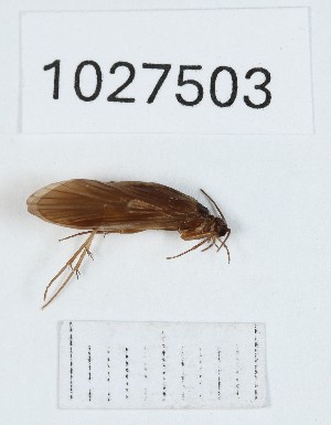 (Rhyacophila kveda - BGE_00672_D09)  @11 [ ] (nrr) (2025) Ana Ananiashvili ISU