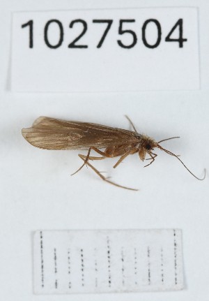 (Rhyacophila kimara - BGE_00672_D10)  @11 [ ] (nrr) (2025) Ana Ananiashvili ISU