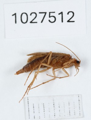  (Rhyacophila kumanskii - BGE_00672_E06)  @11 [ ] (nrr) (2025) Ana Ananiashvili ISU