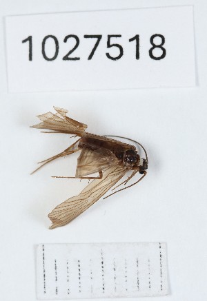  (Rhyacophila nakra - BGE_00672_E12)  @11 [ ] (nrr) (2025) Ana Ananiashvili ISU
