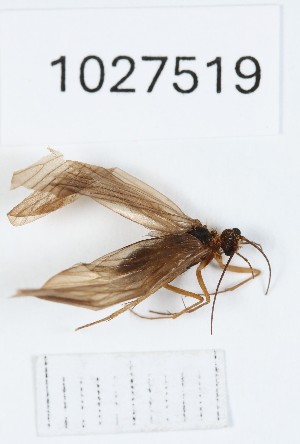  (Rhyacophila sacokia - BGE_00672_F01)  @11 [ ] (nrr) (2025) Ana Ananiashvili ISU