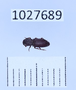  ( - BGE_00661_C01)  @11 [ ] (nrr) (2025) Ana Ananiashvili ISU