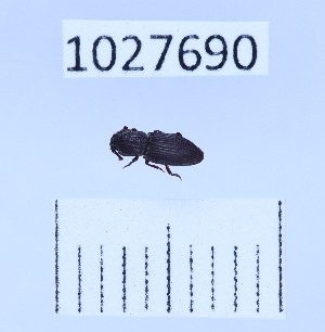  ( - BGE_00661_C02)  @11 [ ] (nrr) (2025) Ana Ananiashvili ISU