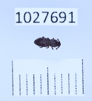  ( - BGE_00661_C03)  @11 [ ] (nrr) (2025) Ana Ananiashvili ISU