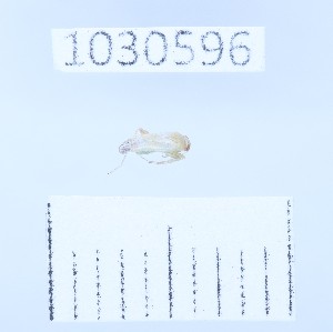  (Psallopsis - BGE_00661_C11)  @11 [ ] (nrr) (2025) Ana Ananiashvili ISU