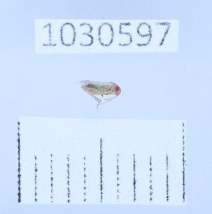  ( - BGE_00661_C12)  @11 [ ] (nrr) (2025) Ana Ananiashvili ISU