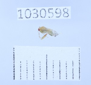  ( - BGE_00661_D01)  @11 [ ] (nrr) (2025) Ana Ananiashvili ISU