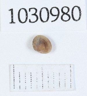  ( - BGE_00674_B12)  @11 [ ] (nrr) (2025) Ana Ananiashvili ISU