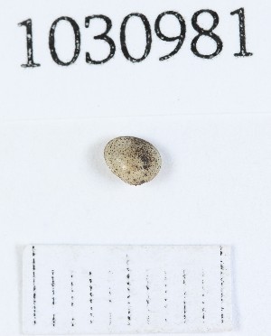  ( - BGE_00674_C01)  @11 [ ] (nrr) (2025) Ana Ananiashvili ISU