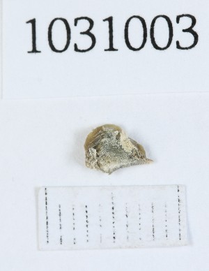  ( - BGE_00674_D08)  @11 [ ] (nrr) (2025) Ana Ananiashvili ISU