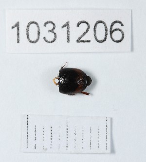  (Sphaeridium substriatum - BGE_00661_D08)  @11 [ ] (nrr) (2025) Ana Ananiashvili ISU