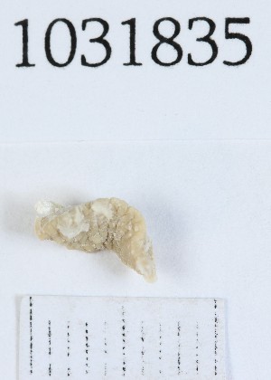  (Helix albescens - BGE_00674_E08)  @11 [ ] (nrr) (2025) Ana Ananiashvili ISU