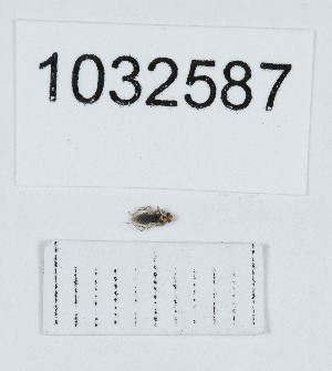  (Microvelia hozari - BGE_00661_F09)  @11 [ ] (nrr) (2025) Ana Ananiashvili ISU