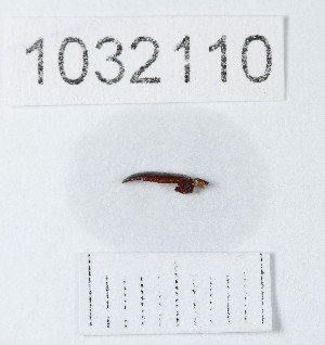  (Belopini - BGE_00661_F12)  @11 [ ] (nrr) (2025) Ana Ananiashvili ISU