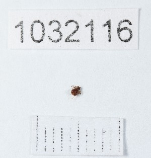  ( - BGE_00661_G05)  @11 [ ] (nrr) (2025) Ana Ananiashvili ISU