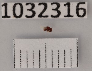  (Trissemus melinus - BGE_00661_H04)  @11 [ ] (nrr) (2025) Ana Ananiashvili ISU