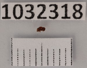  ( - BGE_00661_H06)  @11 [ ] (nrr) (2025) Ana Ananiashvili ISU