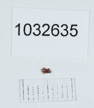  ( - BGE_00662_C03)  @11 [ ] (nrr) (2025) Ana Ananiashvili ISU