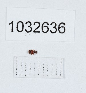  ( - BGE_00662_C04)  @11 [ ] (nrr) (2025) Ana Ananiashvili ISU