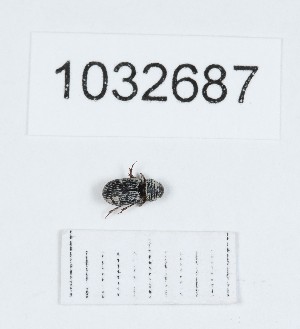  ( - BGE_00662_C10)  @11 [ ] (nrr) (2025) Ana Ananiashvili ISU