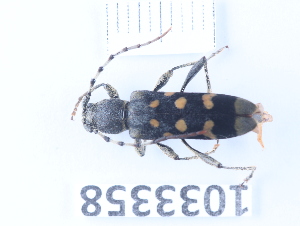  ( - BGE_00662_D10)  @11 [ ] (nrr) (2025) Ana Ananiashvili ISU