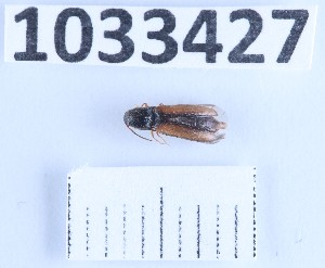  (Idolus adrastoides - BGE_00662_E11)  @11 [ ] (nrr) (2025) Ana Ananiashvili ISU