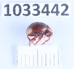  (Chrysolina porphyrea - BGE_00662_F07)  @11 [ ] (nrr) (2025) Ana Ananiashvili ISU