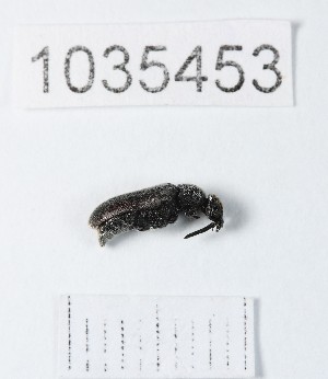  (Ptilophorus - BGE_00662_H08)  @11 [ ] (nrr) (2025) Ana Ananiashvili ISU