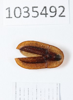  ( - BGE_00663_A06)  @11 [ ] (nrr) (2025) Ana Ananiashvili ISU