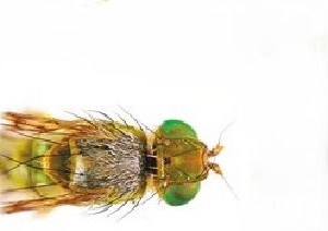  (Terellia ermolenkoi - BGE_00663_A12)  @11 [ ] (nrr) (2025) Ana Ananiashvili ISU