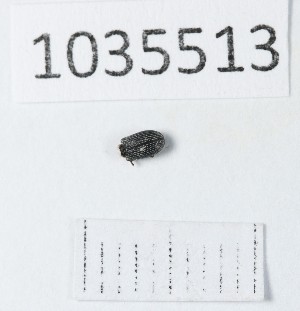  ( - BGE_00663_B01)  @11 [ ] (nrr) (2025) Ana Ananiashvili ISU