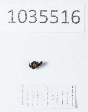  (Thamiocolus uniformis - BGE_00663_B04)  @11 [ ] (nrr) (2025) Ana Ananiashvili ISU