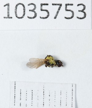  ( - BGE_00663_C11)  @11 [ ] (nrr) (2025) Ana Ananiashvili ISU