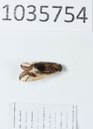  ( - BGE_00663_C12)  @11 [ ] (nrr) (2025) Ana Ananiashvili ISU