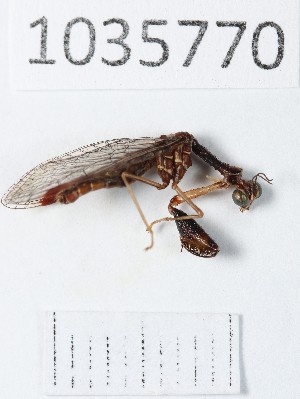  (Mantispa scabricollis - BGE_00663_D10)  @11 [ ] (nrr) (2025) Ana Ananiashvili ISU
