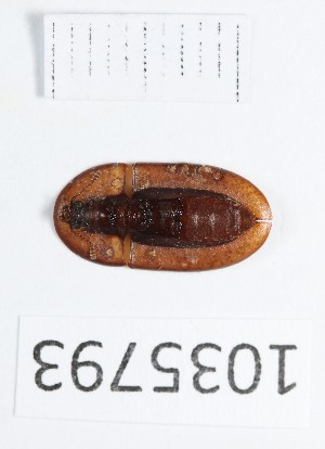  ( - BGE_00663_F01)  @11 [ ] (nrr) (2025) Ana Ananiashvili ISU