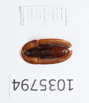  ( - BGE_00663_F02)  @11 [ ] (nrr) (2025) Ana Ananiashvili ISU