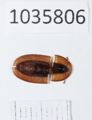  ( - BGE_00663_F05)  @11 [ ] (nrr) (2025) Ana Ananiashvili ISU