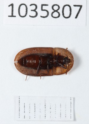  (Cossyphus - BGE_00663_F06)  @11 [ ] (nrr) (2025) Ana Ananiashvili ISU