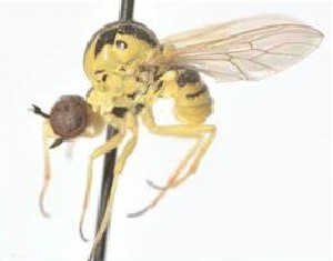  (Platypygus kurdorum - BGE_00663_F08)  @11 [ ] (nrr) (2025) Ana Ananiashvili ISU