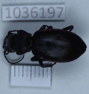  (Carabus boeberi - BGE_00663_H01)  @11 [ ] (nrr) (2025) Ana Ananiashvili ISU