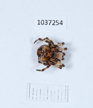  (Araneus grossus - BGE_00651_A05)  @11 [ ] (nrr) (2024) Ana Ananiashvili ISU