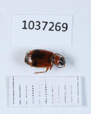  (Lebia trimaculata - BGE_00651_B08)  @11 [ ] (nrr) (2024) Ana Ananiashvili ISU