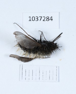 (Bombylius trichurus - BGE_00651_C11)  @11 [ ] (nrr) (2024) Ana Ananiashvili ISU