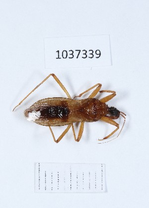  (Reduvius ciliatus - BGE_00651_H06)  @11 [ ] (nrr) (2024) Ana Ananiashvili ISU