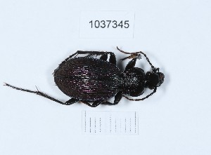  (Carabus adamsi - BGE_00657_A01)  @11 [ ] (nrr) (2024) Ana Ananiashvili ISU